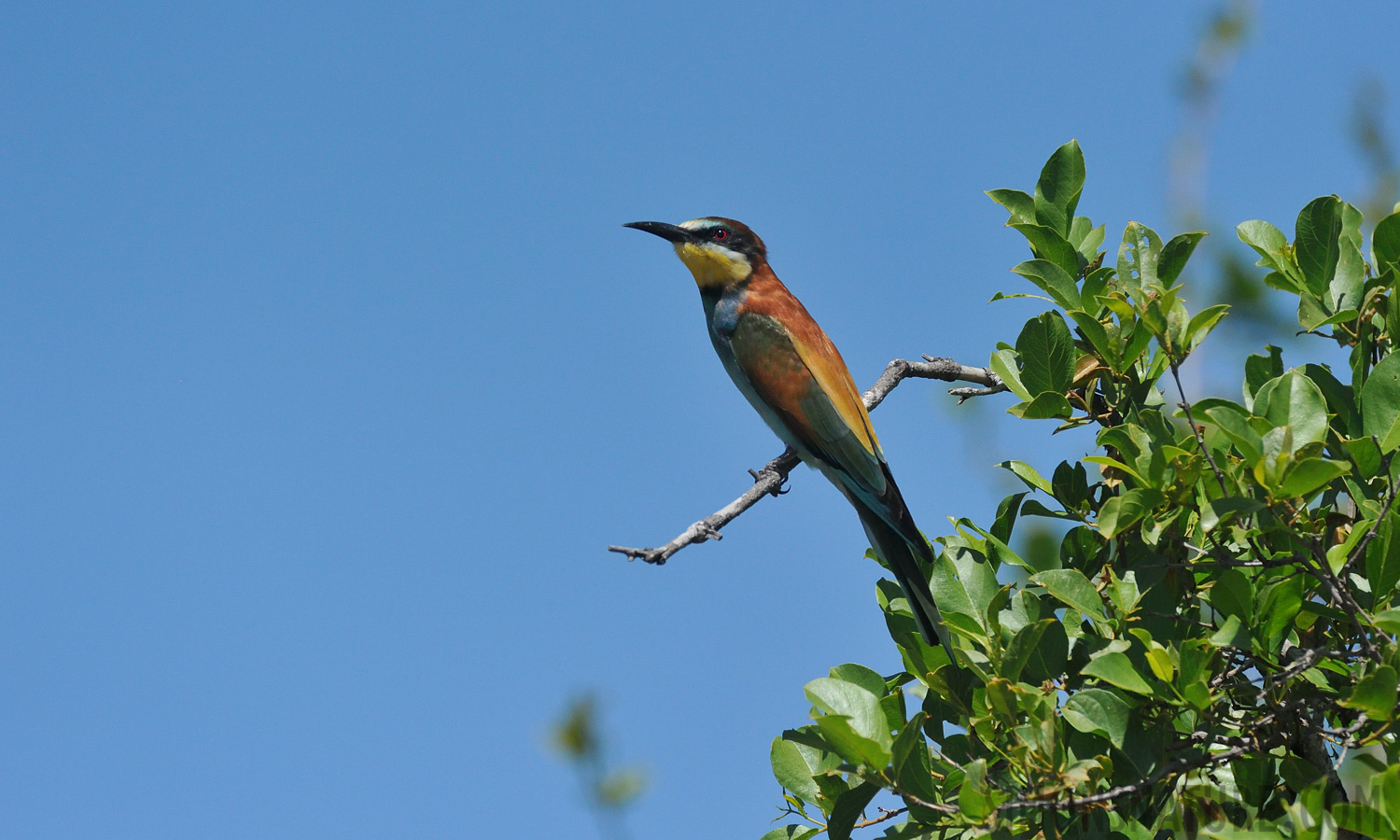 Merops apiaster [550 mm, 1/5000 Sek. bei f / 8.0, ISO 1600]